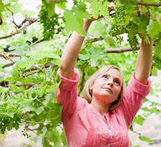 Taierea si Legarea Vitei de Vie