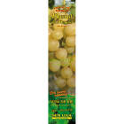muscat_de_august
