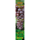 chasselas_rose
