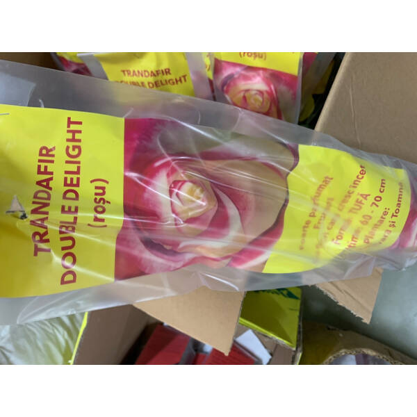 Butas trandafir Double Delight rosu