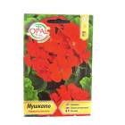 muscata flori 1