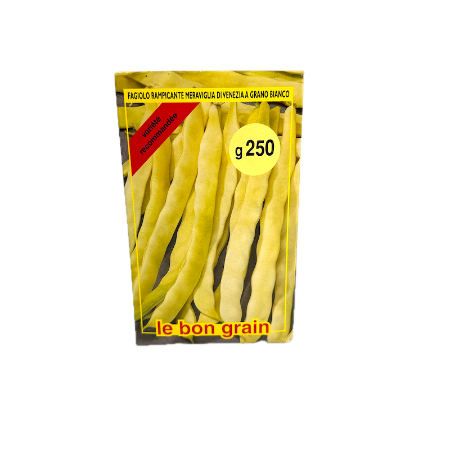 Seminte fasole lata urcatoare galbena Meraviglia di Venezia 250 gr