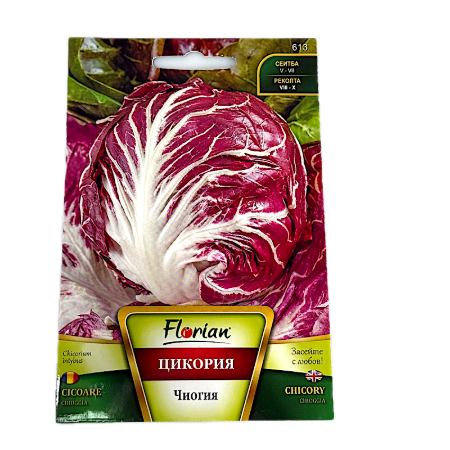 Seminte cicoare tip radacina Chioggia 3 gr, Florian Bulgaria
